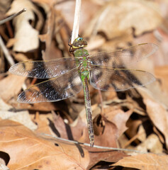 dragonfly close up
