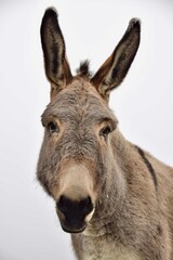 portrait of a donkey