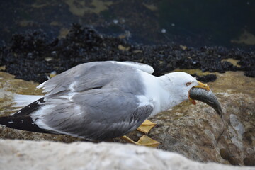 Seagull eating a fish