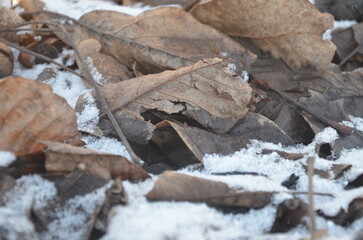 leaves in the snow