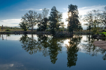 Obraz premium Reflection of trees in a lake