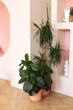 Green ficus plants in terracotta pots in the living room. Ficus elastica plant plant (rubber tree, black ficus, black prince) planted in ceramic pot in interior at home. Houseplant care concept.	
