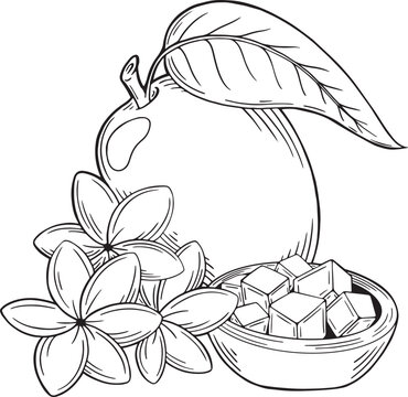 Mango line draving vector on white background. Tropical fruitage mango hand drawn, logo. Coloring book page.	
