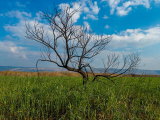 Mysterious lonely tree in the middle of a field