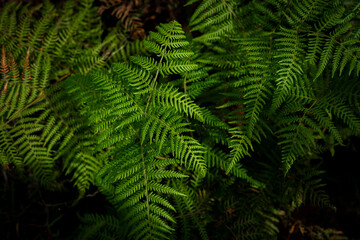 Obraz premium Beautiful art of nature 