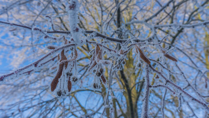 Nahaufnahme reifbedeckter Zweige an einem sonnigen Wintertag