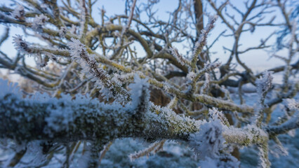reifbedeckte Zweige eines Pflaumenbaums an einem sonnigen Tag