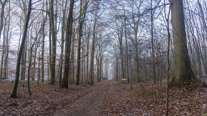 Waldweg im winterlichen Wald bei L&uuml;bz