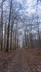 Waldweg im winterlichen Wald bei L&uuml;bz