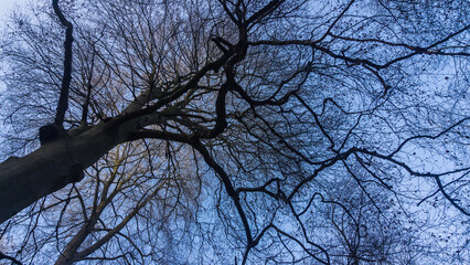 Baumkronen im Wald bei Lübz