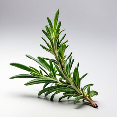 Fototapeta premium Fresh Rosemary Sprig Isolated on White Background