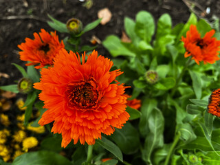 bright orange calendula in autumn against a background of green leaves. Inflorescences of marigold (Latin: Calendula officinalis). Herbaceous plant