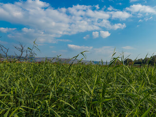 Beautiful green field under a bright blue sky