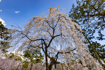 京都府京都御苑　満開のしだれ桜　
