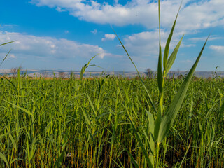 Beautiful green field under a bright blue sky