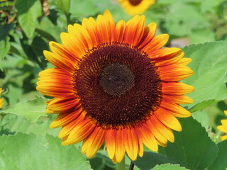 Obraz premium Golden Bloom