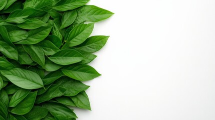 Green Leaves Border: A vibrant border of lush, green leaves creates a refreshing and natural frame against a clean, white backdrop. Perfect for adding a touch of nature to your designs.  