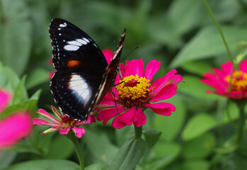 beautiful butterfly lands on red pink flower in the garden, sorounded by beautifull green landscape with blurry background
