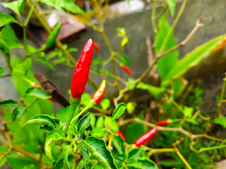 Fresh Red Chili Peppers Growing in a Home Garden