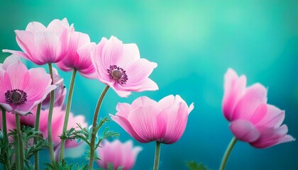 Fototapeta premium Gently pink flowers of anemones outdoors in summer spring close-up