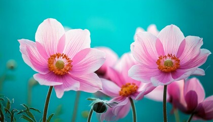 Fototapeta premium Gently pink flowers of anemones outdoors in summer spring close-up