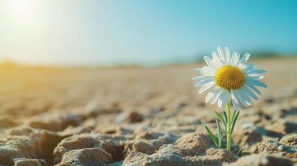Resilience: A Single Daisy Blooming in Arid Land