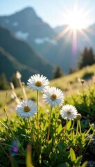 Sunlight filtering through Pulsatilla alba's delicate, white flowers, mountain, Pulsatilla alba