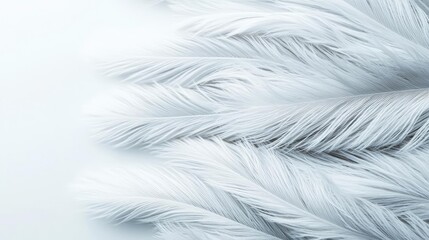Fototapeta premium Soft abstract background concept. Delicate white feathers softly arranged on a light background, symbolizing purity.