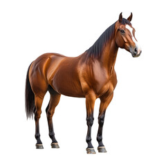 Brown Horse Isolated on Transparent Background