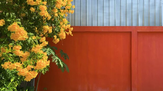 Yellow Bell Flower Plant And Papayabaum With Insects Flying On Bright Orange Wall And Corrugated Galvanized Sheet Background With Empty Space At Bangkok, Thailand. 01 JAN 2025. A.M.