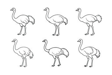 ostrich line art vector illustration