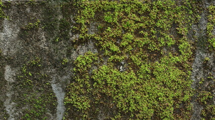 green moss on the stone