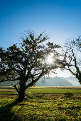 Obraz premium Morning Sunlight and Scenic Rural Fields Viewed from Iwami Station, Tottori, Japan