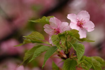 Obraz premium 鮮やかなピンク色の早咲き桜