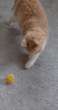 Ginger cat playing with ball in slow motion