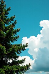 Obraz premium Fir tree with branches against bright colorful sky with soft white clouds, landscape, branch