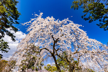 京都府京都御苑　満開のしだれ桜　
