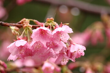 鮮やかなピンク色の早咲き桜