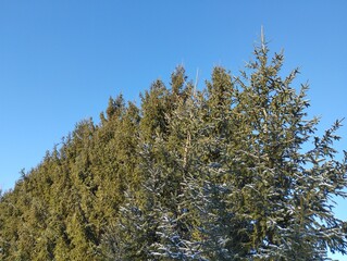 Green Christmas tree crowns against a blue sky. Traces of white snow on the front Christmas trees.
