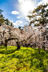 京都府京都御苑　満開のしだれ桜　
