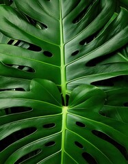 Lush Monstera Deliciosa Leaves 