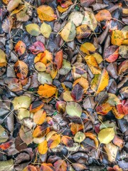 various wet autumn leaves background