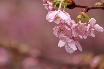 鮮やかなピンク色の早咲き桜