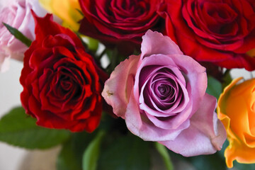 カラフルな薔薇