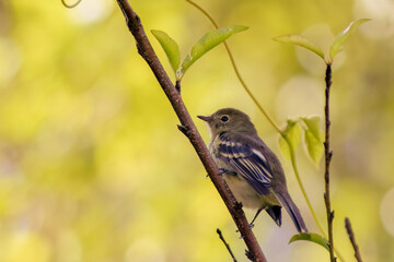A mountain elaenia looking for flies perched on a twig, early in the morning, in a forest in the eastern Andean mountains of central Colombia.