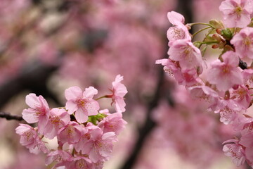 鮮やかなピンク色の早咲き桜