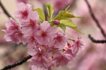 鮮やかなピンク色の早咲き桜