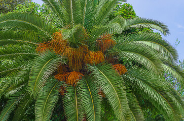 A large lush crown of a palm tree with large green leaves and orange berries, fruits against the...