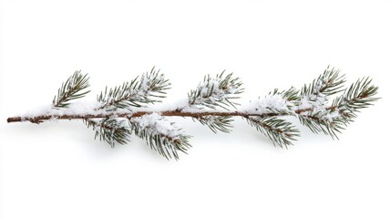 Snowy Pine Branch - Winter Wonderland