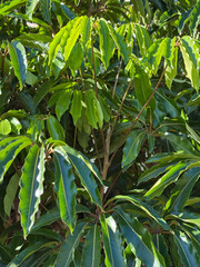 Foliage of a Schefflera Umbrella Tree